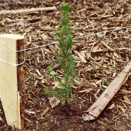 Vysadili jsme přes tisíc smrků