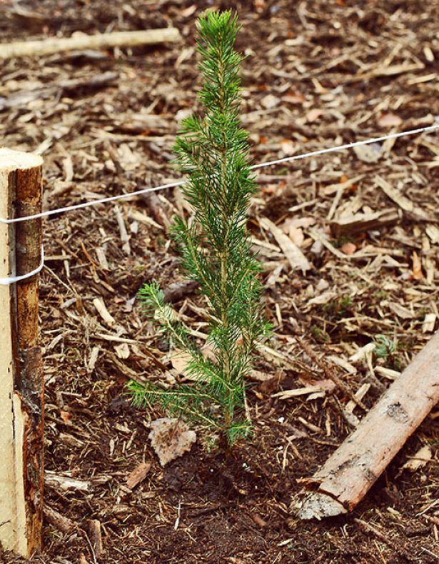 Vysadili jsme přes tisíc smrků